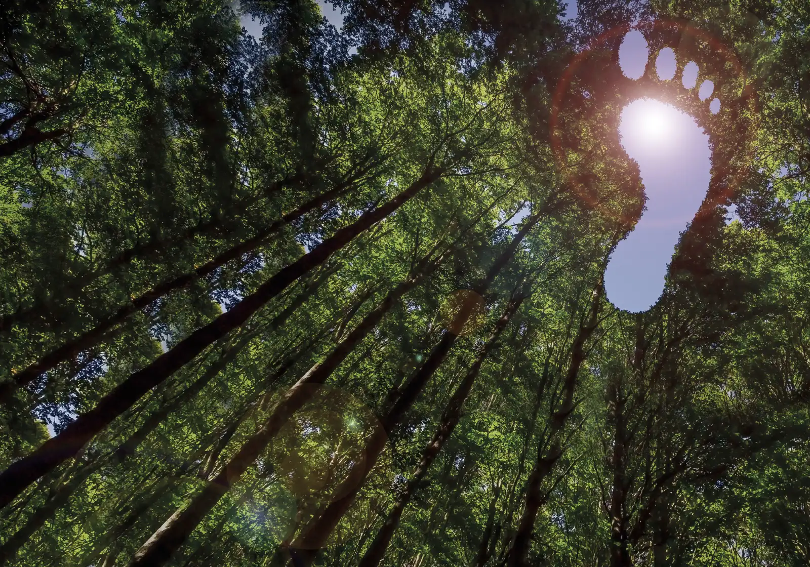 Looking up through a forest canopy to a footprint-shaped patch of sky